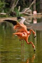 American flamingo Phoenicopterus ruber bird