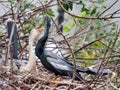 Mating Anhingas Royalty Free Stock Photo