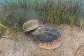 Mating Atlantic Horseshoe Crabs in Cape Cod