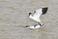 Mating Avocets