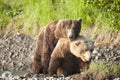 Mating bears