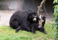 Mating Bears Royalty Free Stock Photo