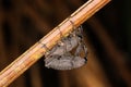 Mating beetles rainforest jungle night