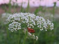 Mating beetles Red beetle lat. Rhagonycha fulva