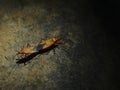 Mating beetles on a rock