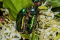 Mating Beetles. Rose Chafer Cetonia Aurata. Green-golden Beetle On A Flower
