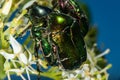Mating beetles. Rose Chafer Lat. Cetonia aurata. Green-golden beetle on a flower