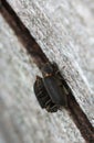 Mating behavior of woodboring beetles, Hadrobregmus pertinax on pine wood