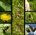 Mating behaviour of insects Royalty Free Stock Photo