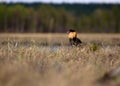 Mating behaviour of ruffs in lek (place of courtship)