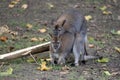 Mating Bennett Wallabies Royalty Free Stock Photo