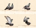 Male and female dove mate on the ledge of a wall