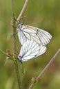 Mating of Black-veined White butterfly, Aporia crataegi Royalty Free Stock Photo