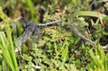 Mating Blue Libellulid Royalty Free Stock Photo