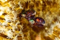 mating Bobtail squid order Sepiolida