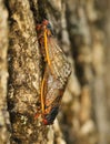 Mating Brood X periodical cicadas. Royalty Free Stock Photo