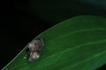 Mating bug at night Royalty Free Stock Photo