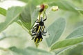 Mating Bugs on Pigeon Pea Tree