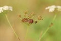 Mating bugs with red and black stripes. Royalty Free Stock Photo