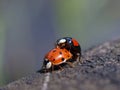 Mating bugs Royalty Free Stock Photo