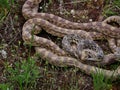 Mating Bull snakes entangled together