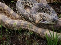 Mating Bull snakes entangled together