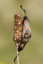 Mating burnets.