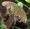 Mating butterflies Royalty Free Stock Photo