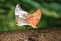 Mating butterflies