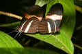 Mating Butterflies