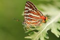 Mating butterflies Royalty Free Stock Photo