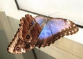 Mating butterflies emperors Royalty Free Stock Photo