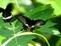 Mating butterflies on the leaf in the jungle