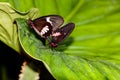 Mating Butterflies Royalty Free Stock Photo