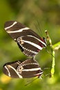 Mating Butterflies Royalty Free Stock Photo