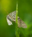 Mating butterfly moth