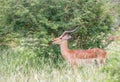 Mating call Impala ram in the African bush Royalty Free Stock Photo