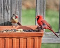 Mating cardinal pair at feeder Royalty Free Stock Photo