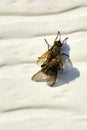 Mating cluster flies