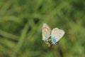 Mating common blue butterflies