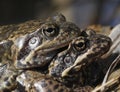 Mating common frogs