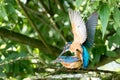 Mating common Kingfishers