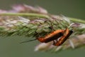 Mating of common red soldier beetles