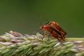 Mating of common red soldier beetles