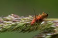 Mating of common red soldier beetles