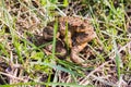 Mating Common Toad Couple