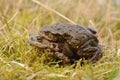 Mating Common toad Bufo bufo Royalty Free Stock Photo