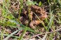 Mating Common Toad Royalty Free Stock Photo