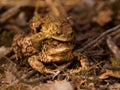 Mating common toads Bufo bufo Royalty Free Stock Photo