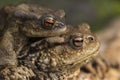 Mating Common Toads